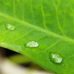 Dew or Rain drops on green leaf