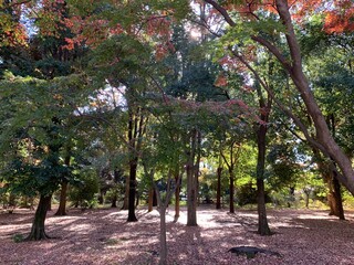 Naklejka premium trees in the park