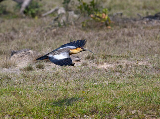 Buff-necked Ibis flying over field