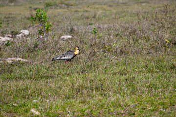 Buff-necked Ibis walking along brazilian plains