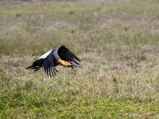 Buff-necked Ibis flying over field