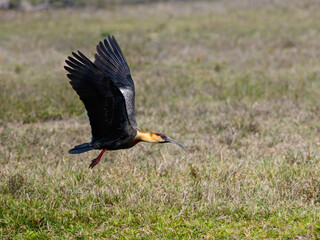 Buff-necked Ibis flying over field
