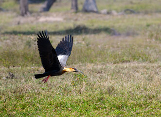 Buff-necked Ibis flying over field