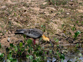 Buff-necked Ibis foraging on the pond with green plants