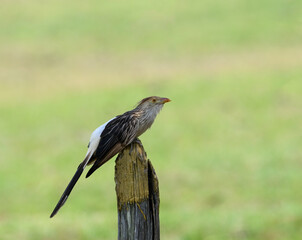 Guira Cuckoo bird sitting on a cattle pasture fence