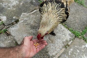Comendo na palma da mão