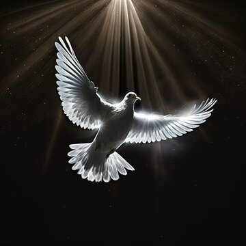dove in flight black background shafts of light