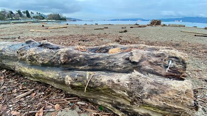 summer sea beach grass trees ocean shore 