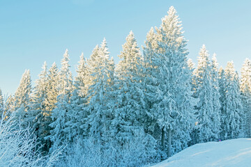 Winter landscape. Snow-covered coniferous frosty tall forest on a hill.