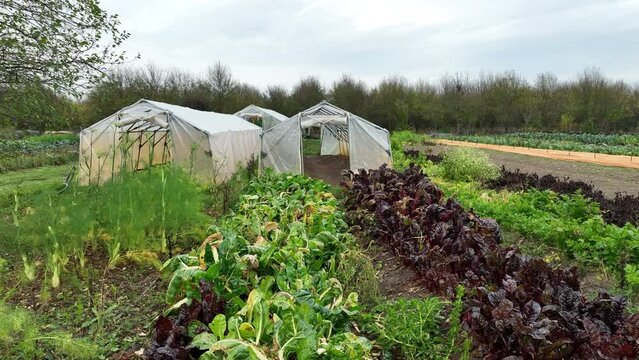 Chard farm drone aerial field swiss red green bio leaves stemmed fresh cicla group, beet spinach seakale leaf stem grown, Beta vulgaris garden farming ripe, flavescens perpetual vegetable farmer