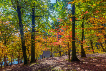 Fototapeta premium Colorful autumn deciduous forest scenery