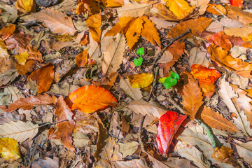 Fallen dry autumn leaves background