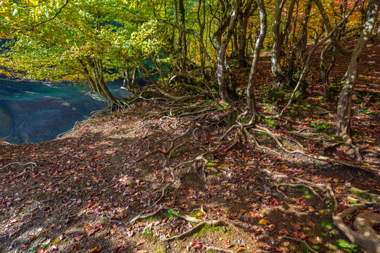 Curly branched roots of an old tree