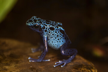 上野動物園　アイゾメヤドクガエル