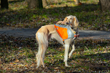 Portrait of a gorgeous Russian greyhound dog standing in the park