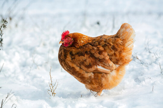 Red laying hen close-up on white snow