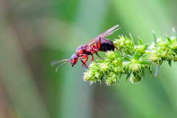 The ant in the macro scale on a green background. Beautiful Strong jaws of red ant close-up.