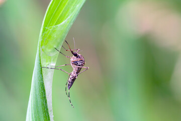 Mosquito resting on the grass. Male and female mosquitoes feed on nectar and plant juices, but many species of mosquitoes can suck the blood of animals