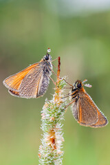 Pelopidas is a genus of skipper butterflies. They are commonly known as branded swifts or millet...