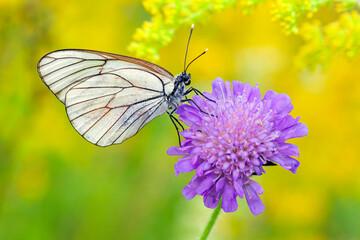 A white butterfly with black veins (Aporia crataegi) sitting on a white flower on a natural green...