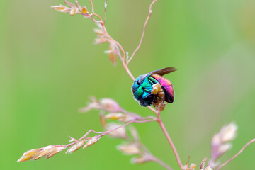 A brilliant wasp. Commonly known as cuckoo wasps or emerald dews,