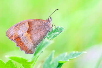A beautiful butterfly sits on a lonely plant in the morning dew on a natural blurred green background