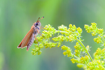 Pelopidas is a genus of skipper butterflies. They are commonly known as branded swifts or millet skippers