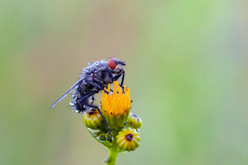 Housefly, blowfly or blowfly Sarcophagidae Parasite Insect pest on plant bud. Risk of disease...