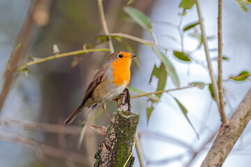 Single adult robin (erithacus rubecula) perched amid spring foliage