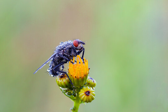 Housefly, blowfly or blowfly Sarcophagidae Parasite Insect pest on plant bud. Risk of disease transmission, pathogen transmission, or spread of an infectious microbe