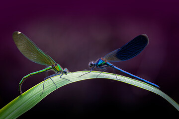 The beautiful demoiselle (Calopteryx virgo) is a European damselfly belonging to the family...