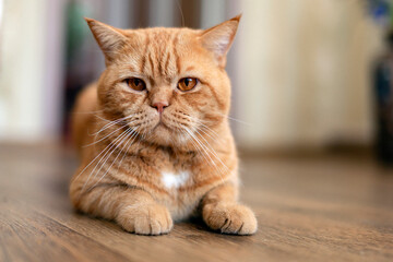 Ginger British cat close-up. Resting in the country.
