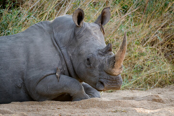 Naklejka premium White rhinoceros or square-lipped rhinoceros or rhino (Ceratotherium simum) and red-billed oxpecker (Buphagus erythrorhynchus). Kruger National Park. Mpumalanga. South Africa.
