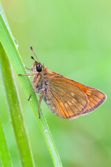 Pelopidas is a genus of skipper butterflies. They are commonly known as branded swifts or millet...