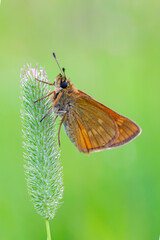Pelopidas is a genus of skipper butterflies. They are commonly known as branded swifts or millet skippers