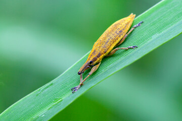 Lateral view close up of a snout beetle, also referred to as weevil. Species: Liophloeus tessellatus.