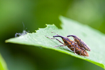 Lateral view close up of a snout beetle, also referred to as weevil. Species: Liophloeus tessellatus.
