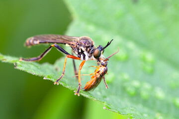 Close-up of a robber fly (Asilidae) or killer fly, with prey