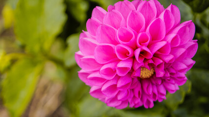 Fototapeta premium pink dahlia flower