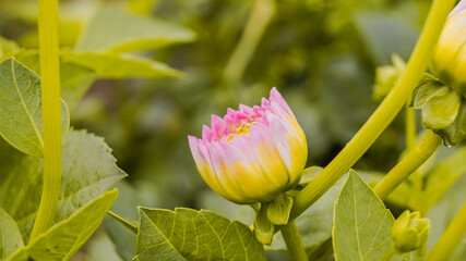 pink lotus flower