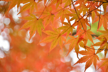 モミジの紅葉