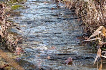 Winter Wonderland in the Woods