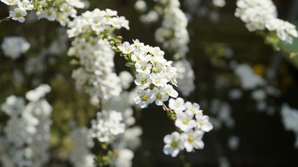 flowers on a branch