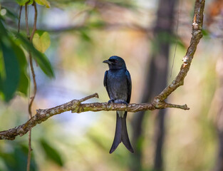 White-bellied drongo