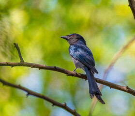 White-bellied drongo