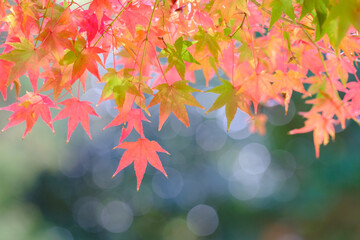 Naklejka na ściany i meble 秋の深まりとともに紅葉が真っ盛り。背景をぼかし赤く染まる葉を浮き上がらせる。