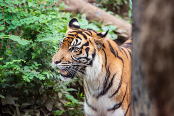 上野動物園 スマトラトラ