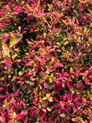 Red and green annual succulent background