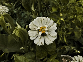 White Zinnia Angustifolia, the narrow-leaf zinnia blooming in the garden.