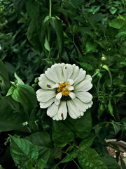 White Zinnia Angustifolia, the narrow-leaf zinnia blooming in the garden.